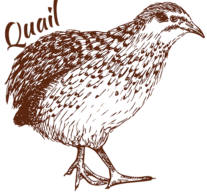 Quail