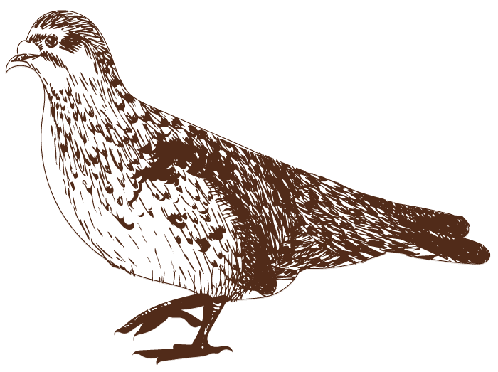 Wild pigeon