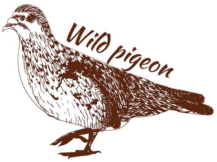 Wild pigeon