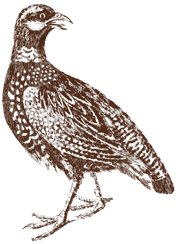 Partridge