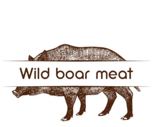 Wild boar meat