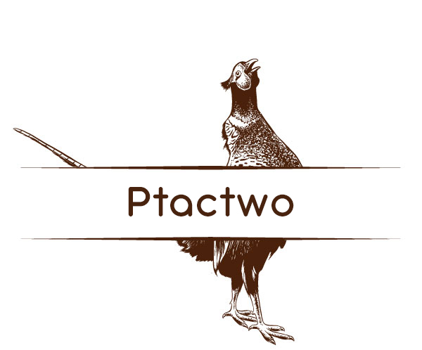 Mięso Ptactwo