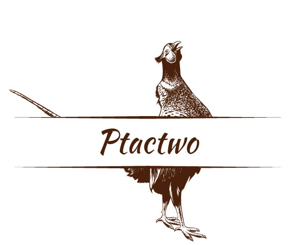 Mięso Ptactwo